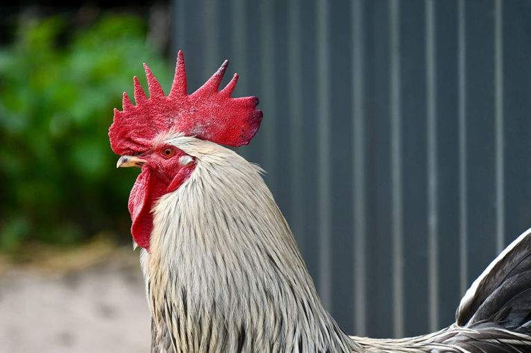 Tipos De Crestas De Gallinas Y Gallos Planeta Av Cola