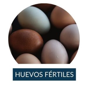 Huevos fértiles