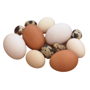 Huevos fértiles menú