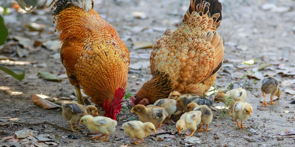 Digestión de aves de corral: gallinas y pollos