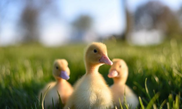 Conoce los cuidados que necesitan tus patos pequeños