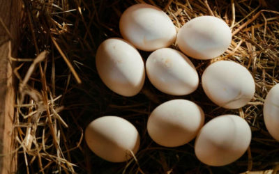 Cómo incubar huevos de gallina en incubadora