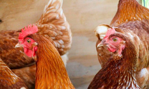 Cómo evitar el picaje en gallinas