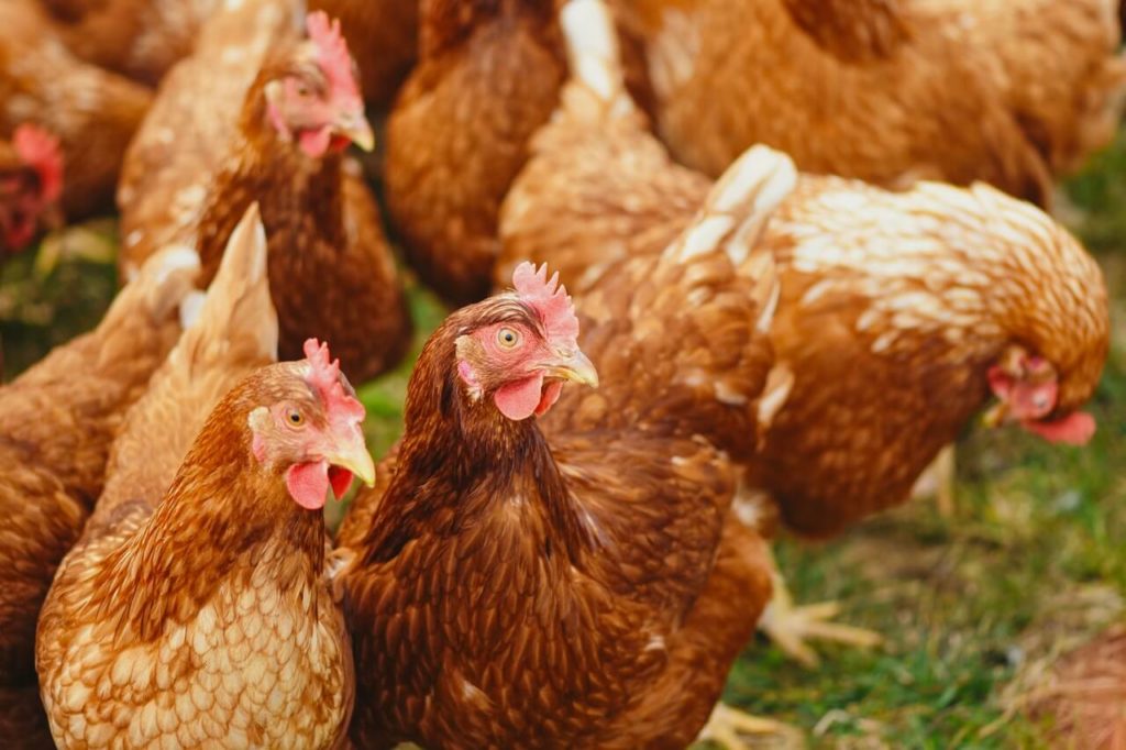 El estress y la irritabilidad como causa del picaje y canibalismo en gallinas.
