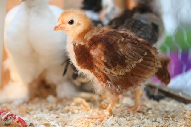 Incubación natural de huevos de galinas de corral.