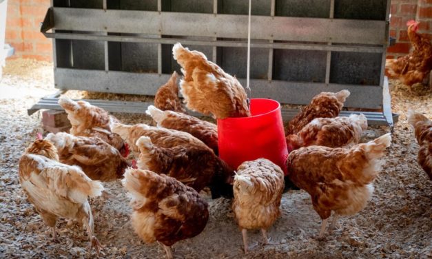 Rutinas en la alimentación de tus gallinas