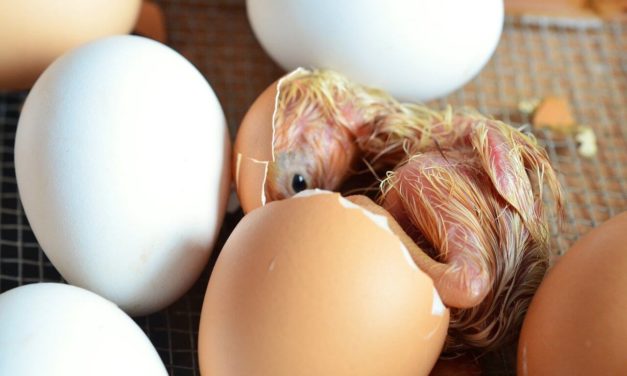 ¿Qué salió mal en la incubación de huevos?