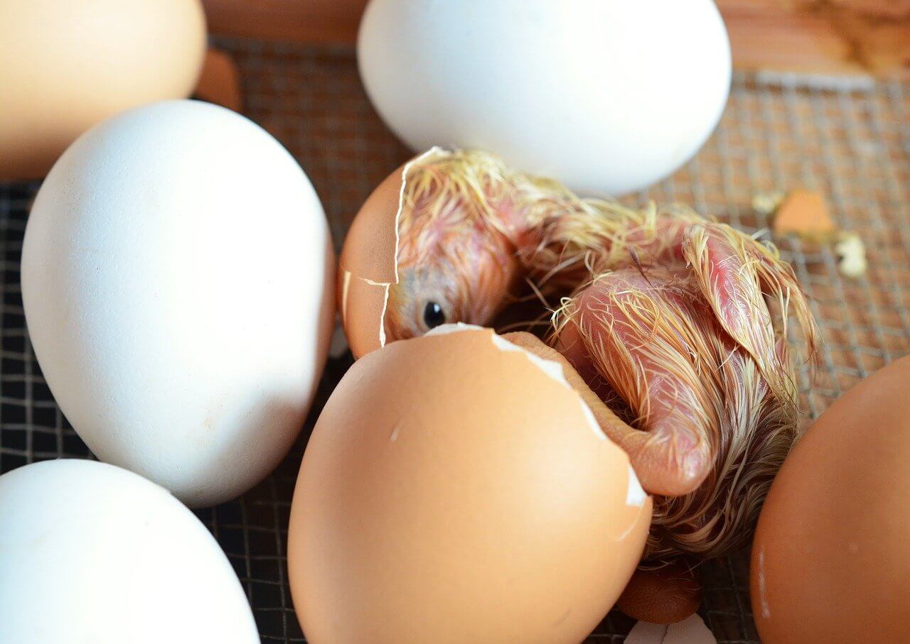 Qué Salió Mal en la Incubación de Huevos? | Causas | Planeta Avícola