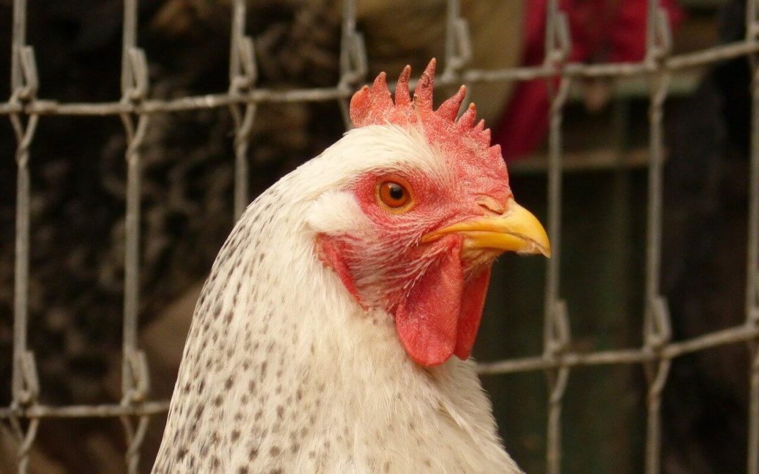 Cómo limpiar un gallinero