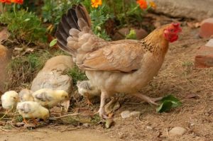 Aprende A Reducir El Estr S Por Calor De Tus Aves De Corral Planeta