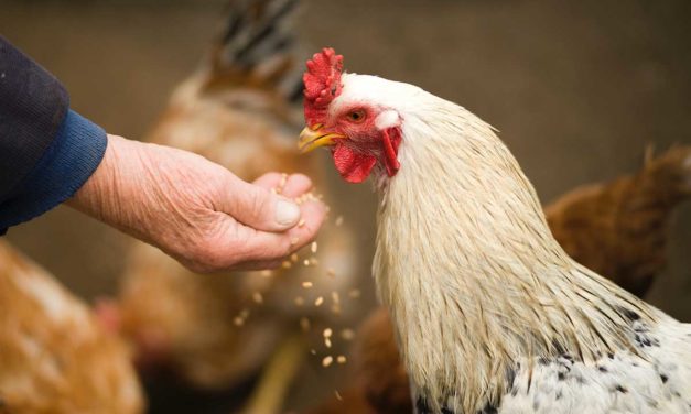 De qué se alimentan las gallinas