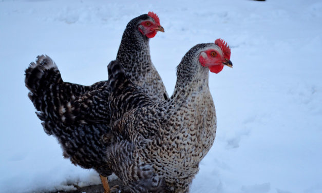Las gallinas y el frío: Guía para proteger a pollitos y aves adultas en invierno