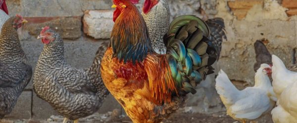 Alimentos que no debes darle a tus gallinas ni aves de corral.