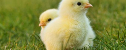 como saber si un pollito es macho o hembra