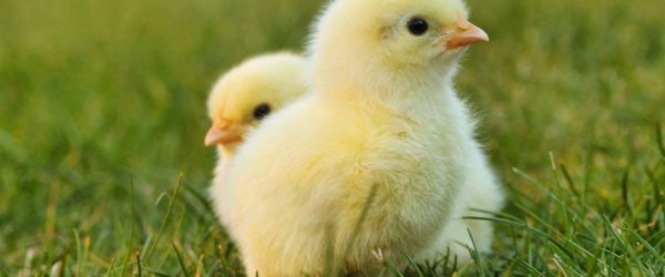 como saber si un pollito es macho o hembra