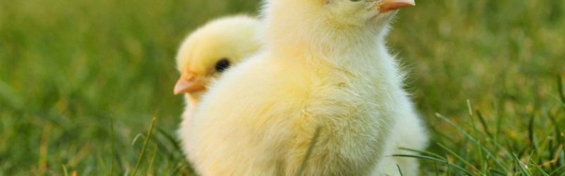 como saber si un pollito es macho o hembra