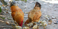 Vista de dos gallinas con sus pollitos comiendo.