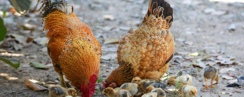 Vista de dos gallinas con sus pollitos comiendo.