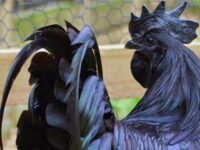 gallo raza Ayam Cemani