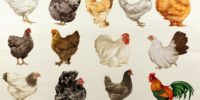 imagen de tipos de gallinas