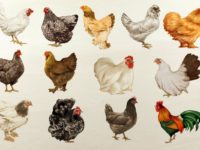 imagen de tipos de gallinas