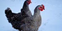 Guía las gallinas y el frío