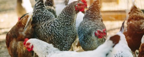 6 Razas de gallina de doble propósito