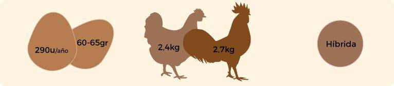 Características de la gallina biblack