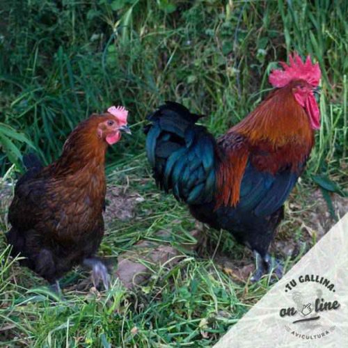 Vista de un par de gallinas: Marans.