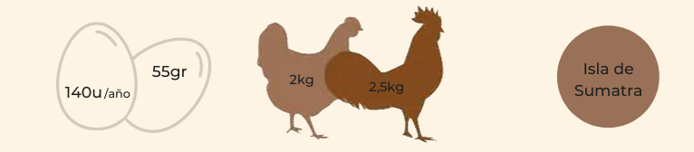 características gallina raza sumatra